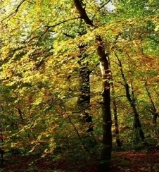 Neues Produkt: Hydroxypropyltetrahydropyrantriol (öllöslich)